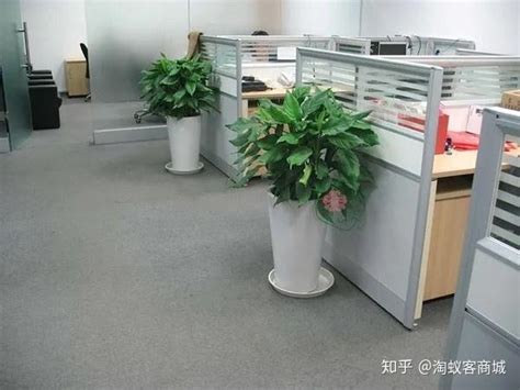 明房 办公室放什么植物好